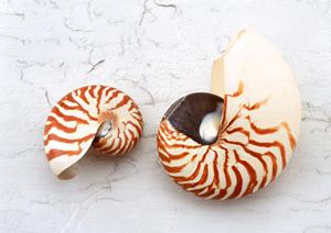 リサイクルブランドのことなら水戸へ